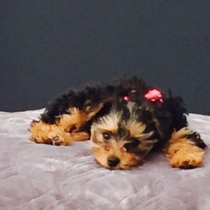 Meet your Posher, Sara